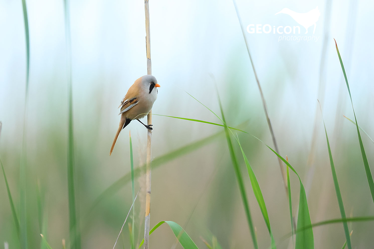 Bearded reedling (Panurus biarmicus)