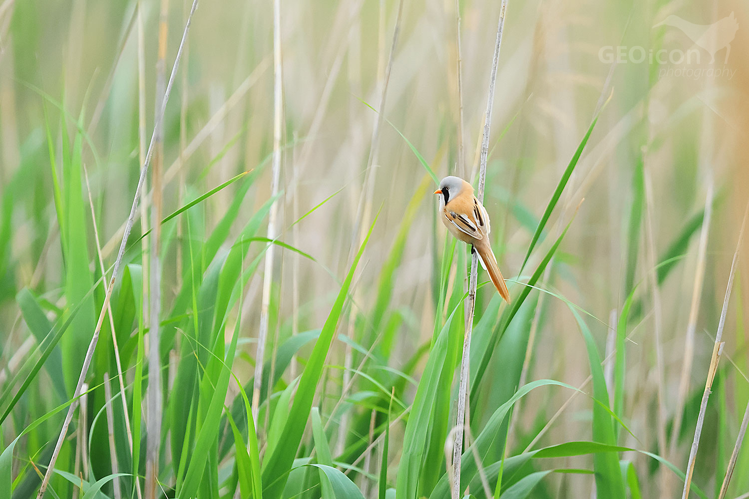 Bearded reedling (Panurus biarmicus)