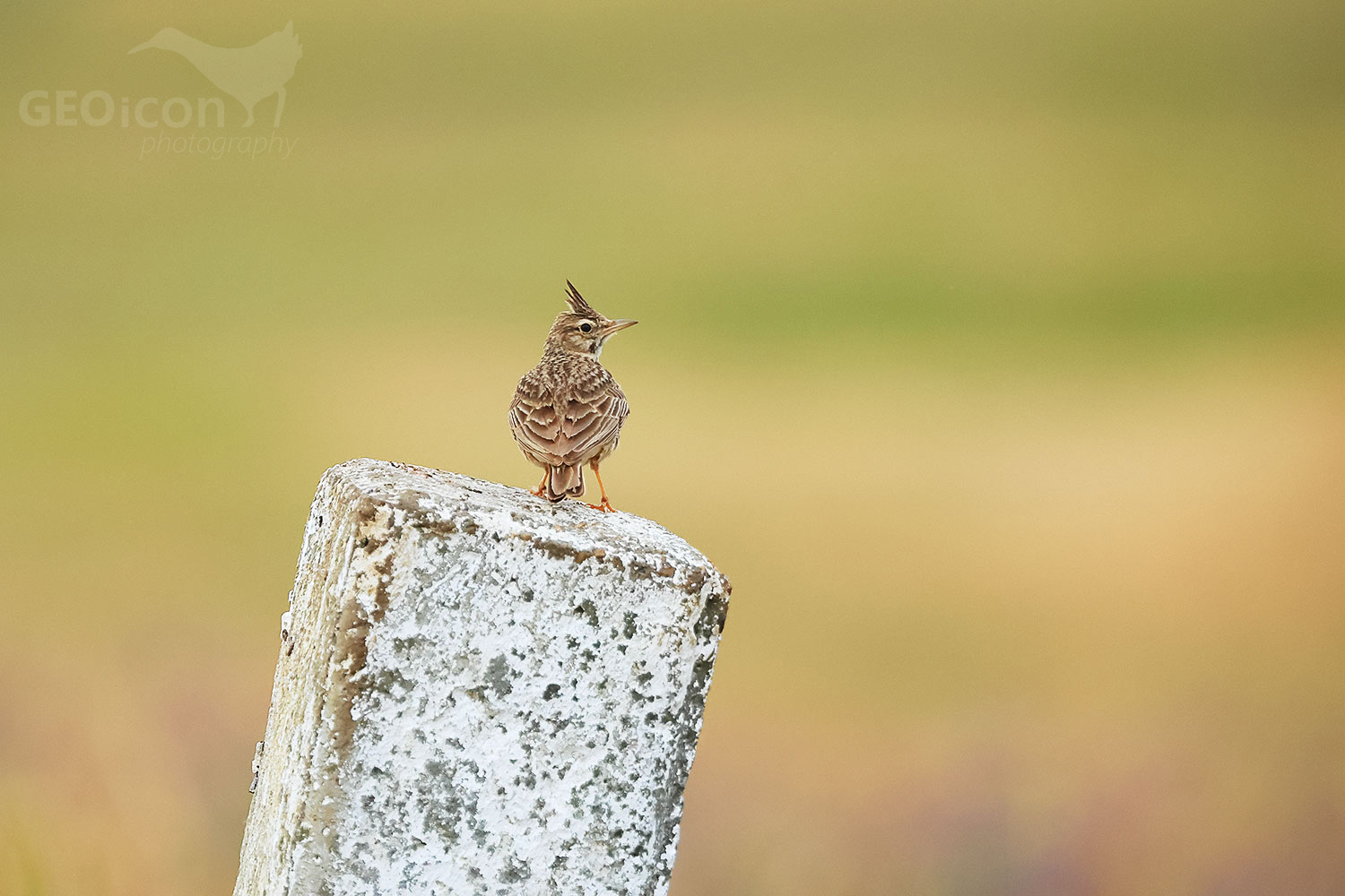 Crested lark (Galerida cristata)