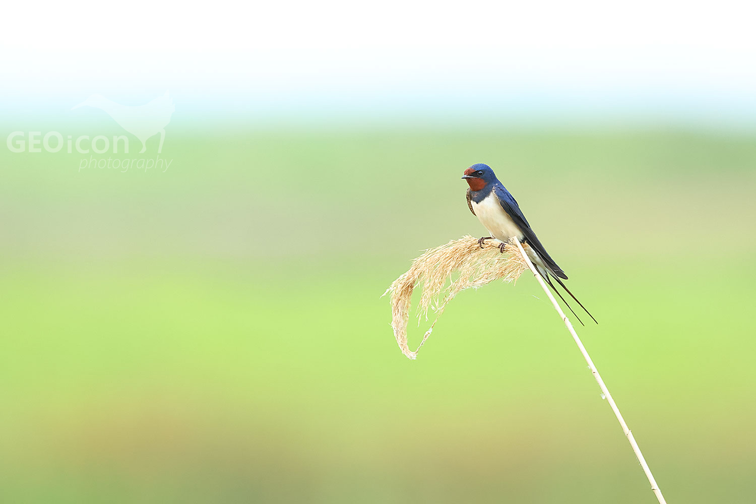Barn swallow (Hirundo rustica)