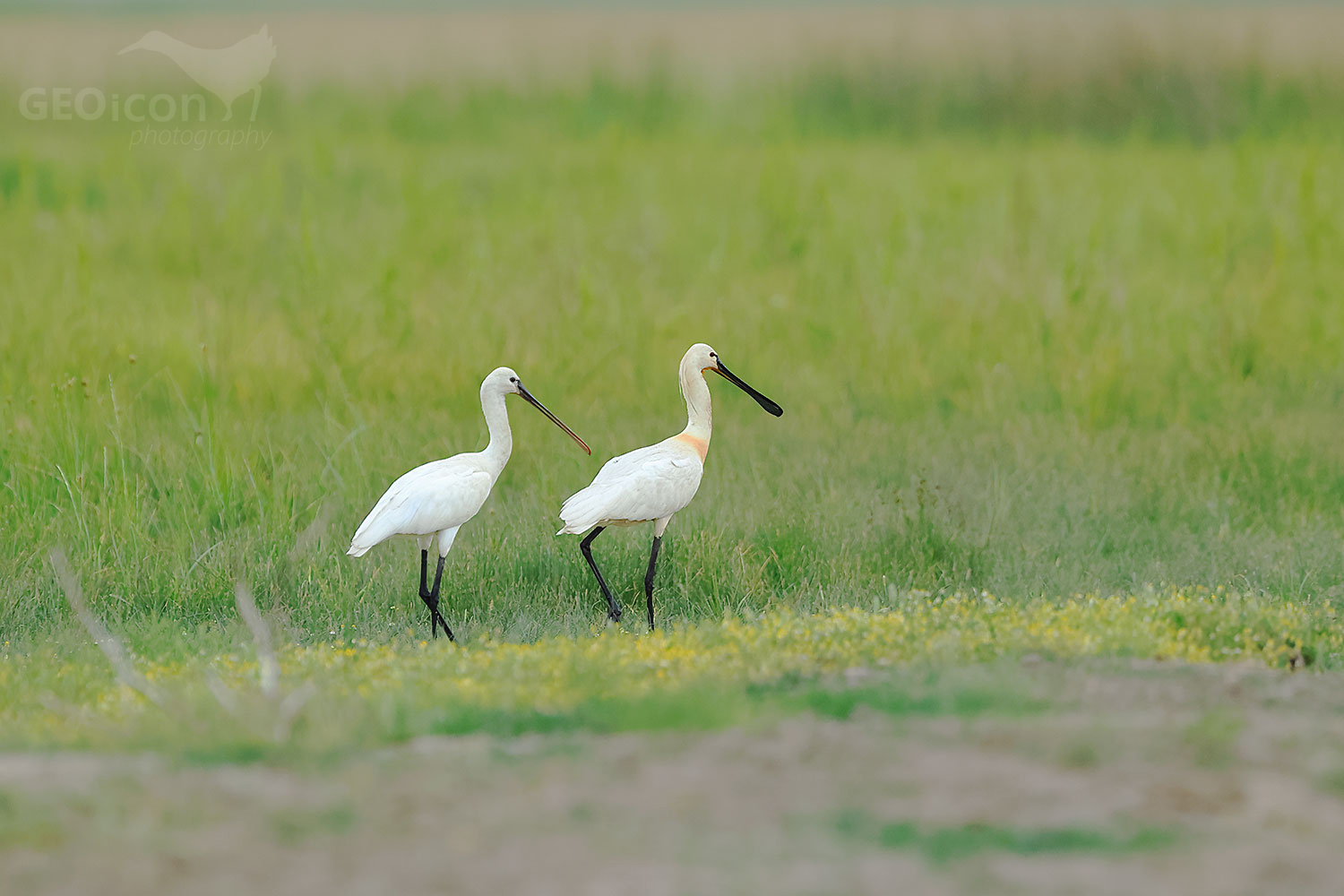 Spoonbill (Platalea leucorodia)