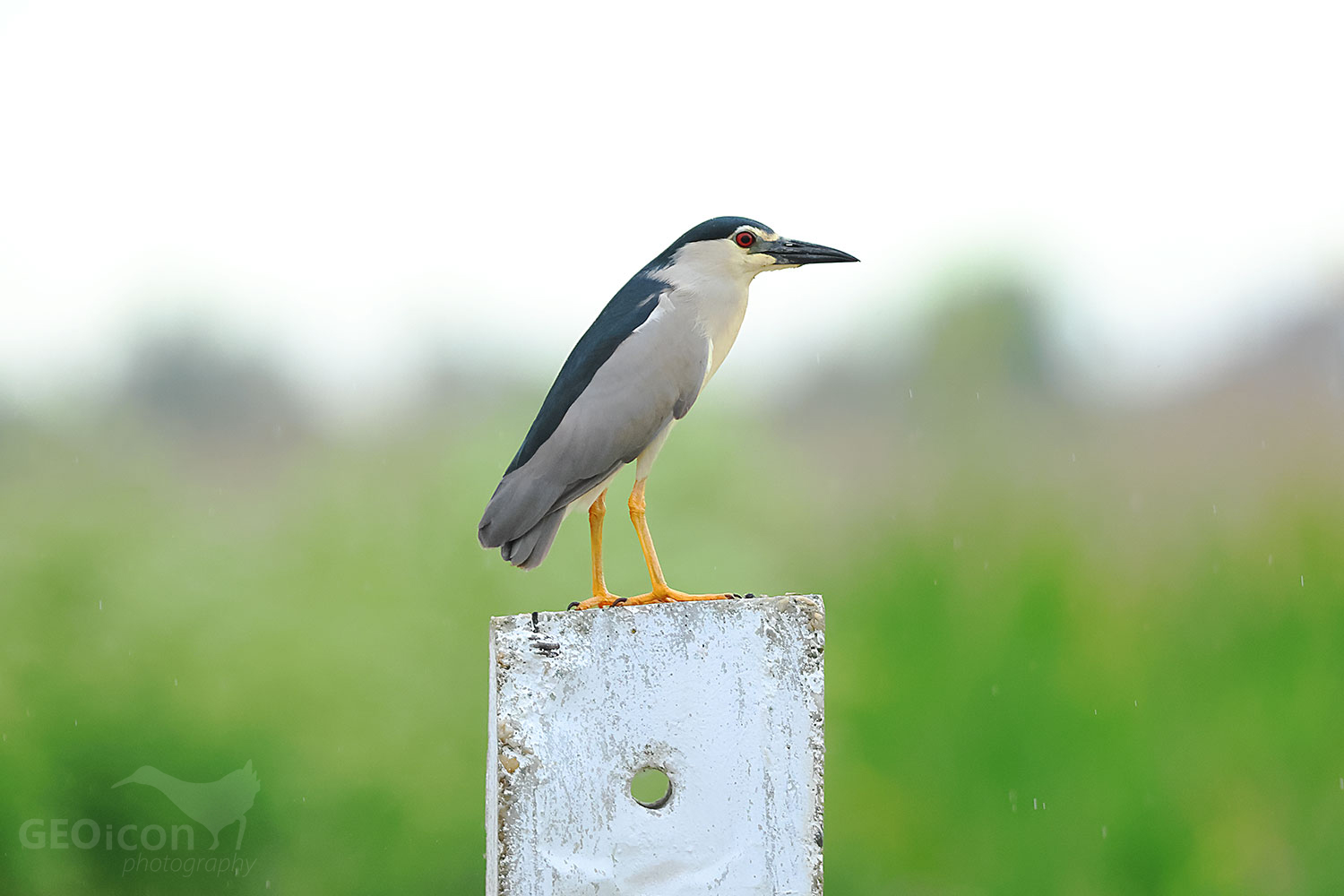 Black-crowned night heron (Nycticorax nycticorax)