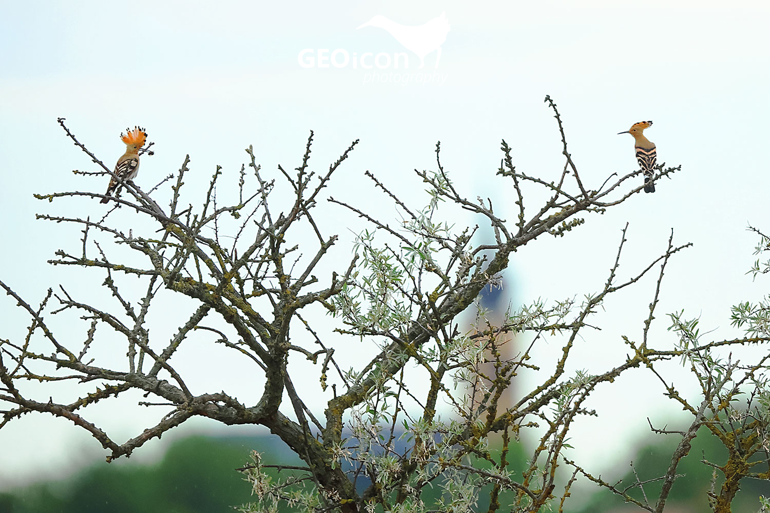 Eurasian hoopoe (Upupa epops)