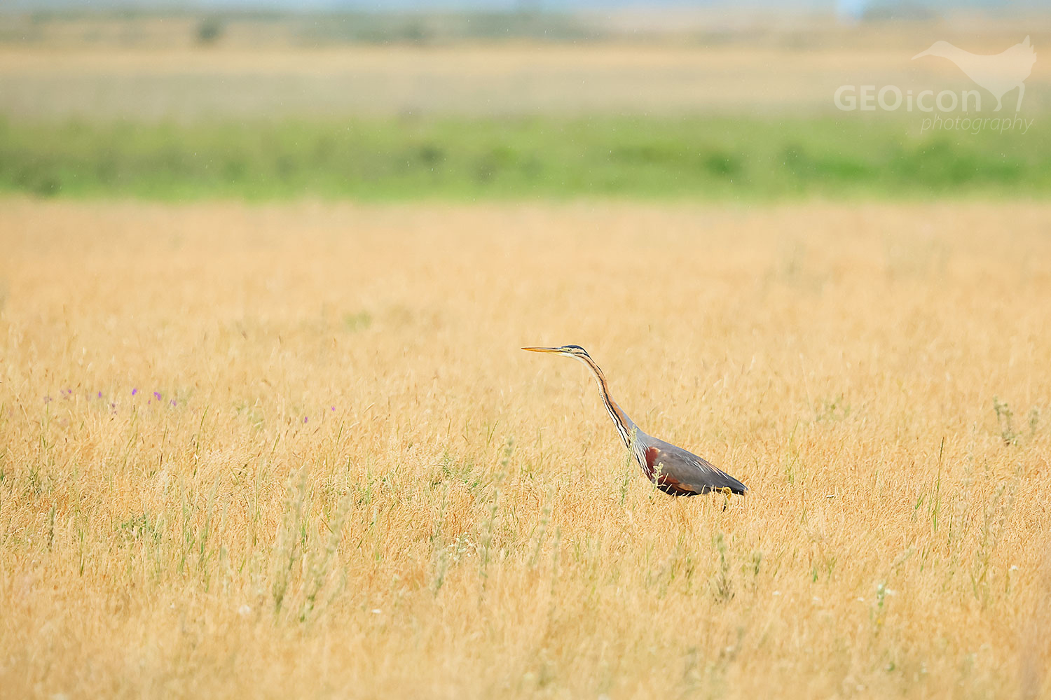 Purple heron (Ardea purpurea)