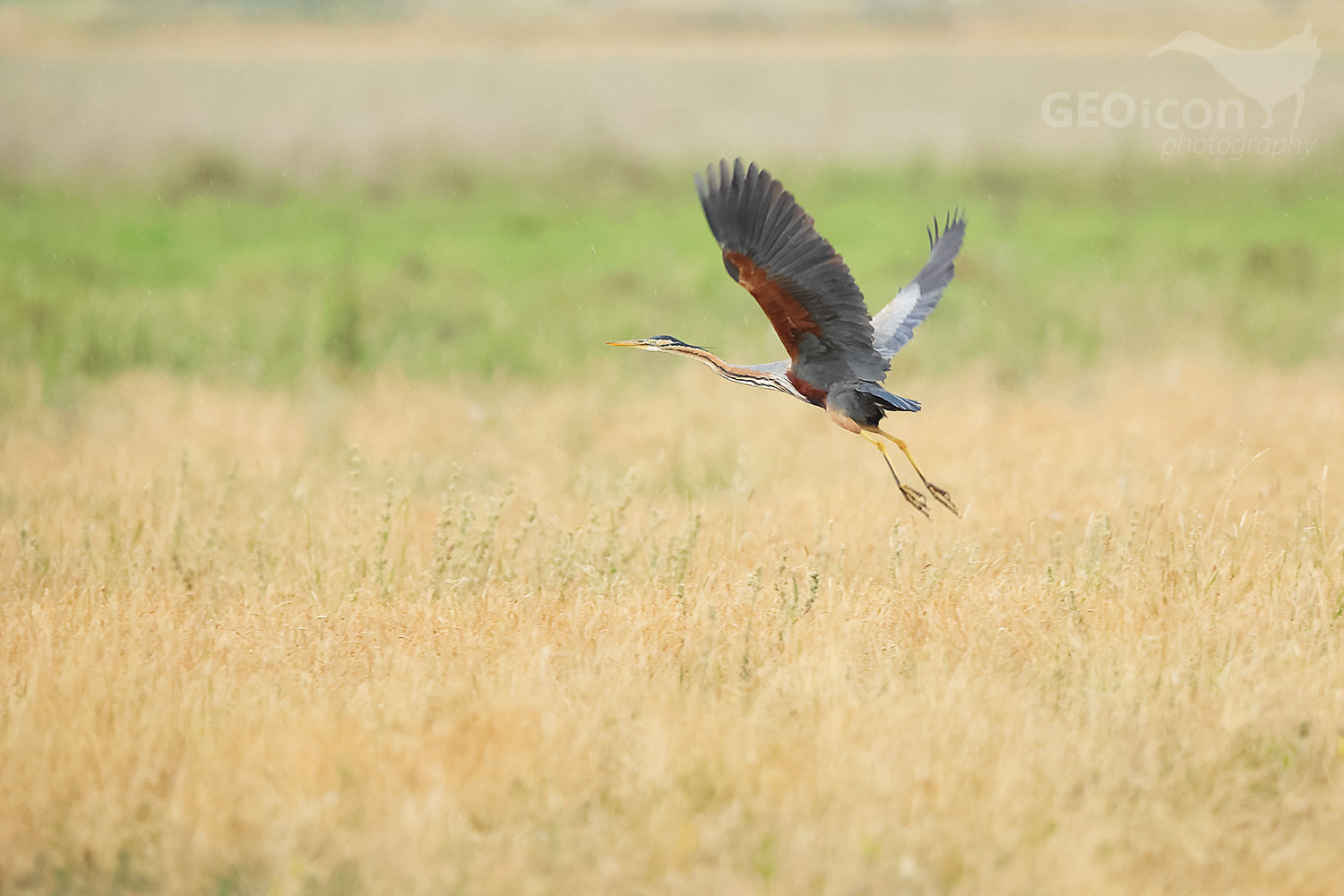 Purple heron (Ardea purpurea)