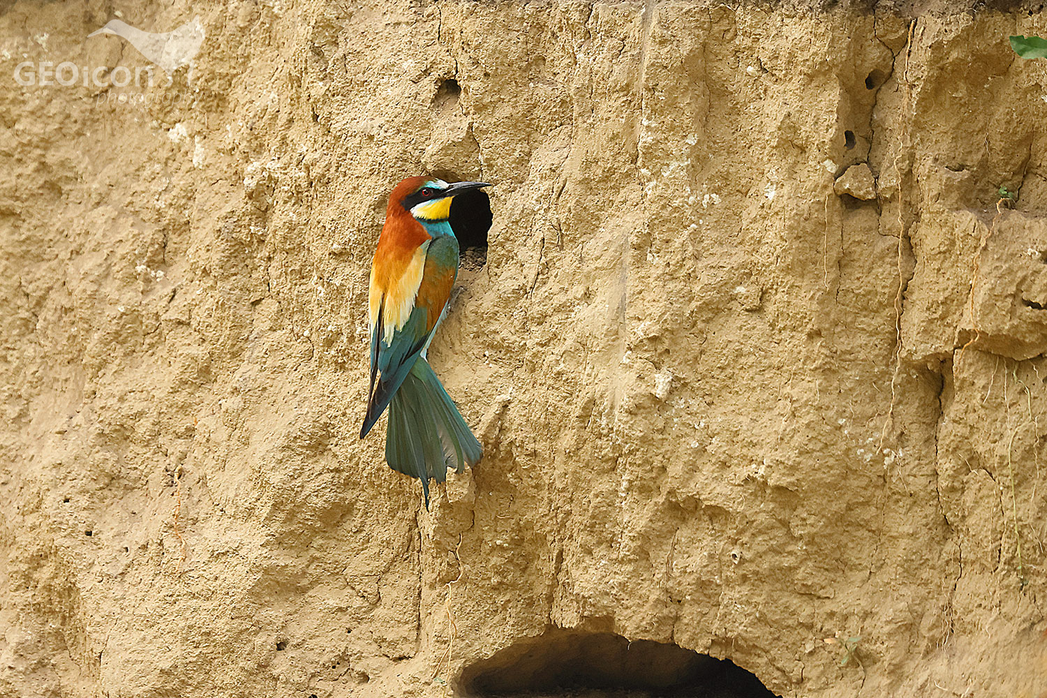 European bee-eater (Merops apiaster)