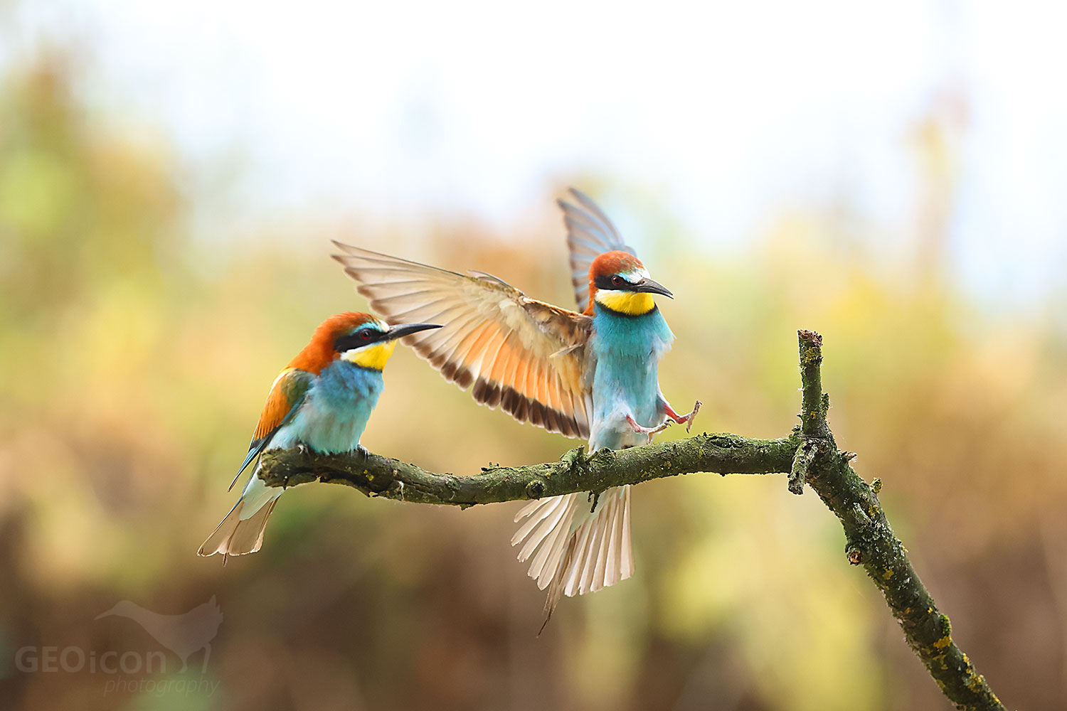 European bee-eater (Merops apiaster)