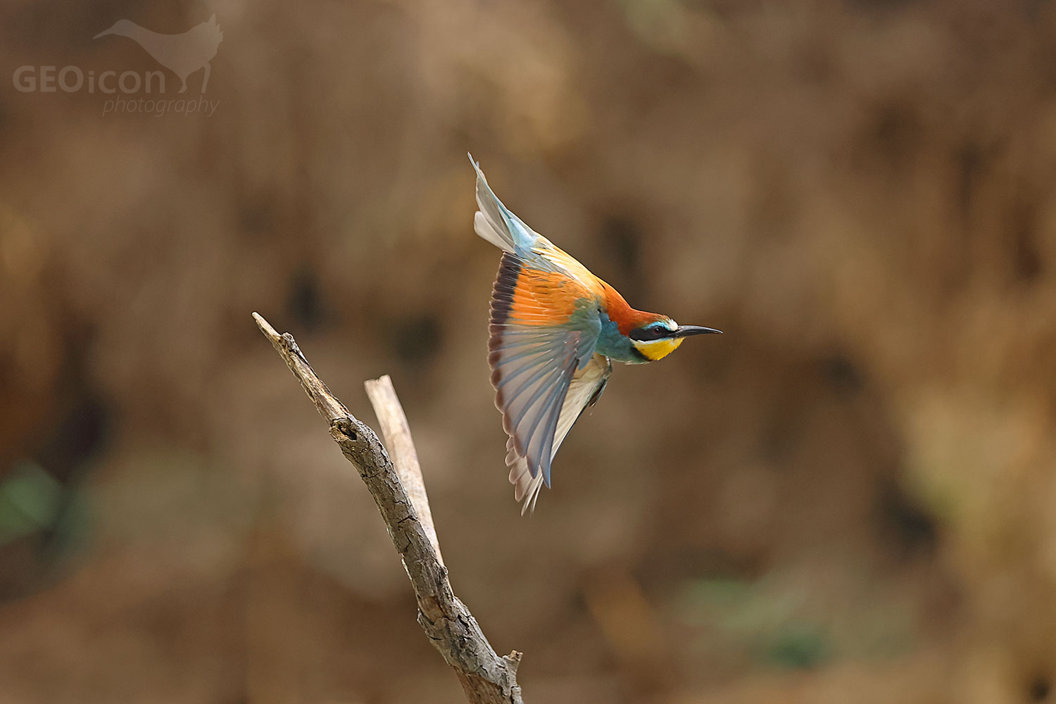 European bee-eater (Merops apiaster)