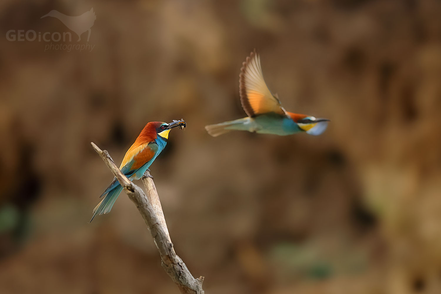 European bee-eater (Merops apiaster)