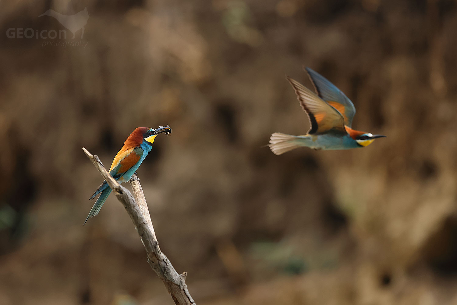 European bee-eater (Merops apiaster)