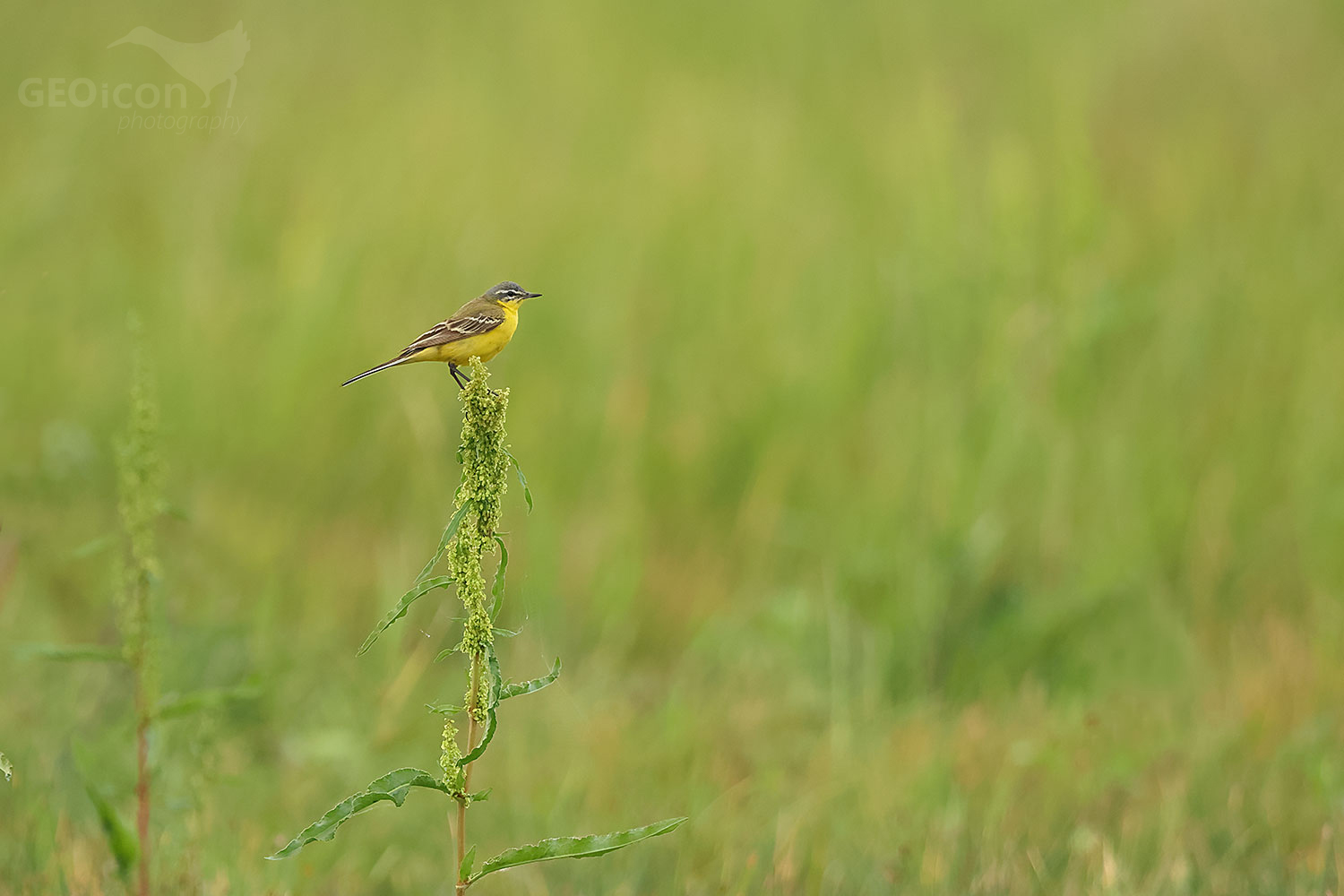 Western yellow wagtail (Motacilla flava)