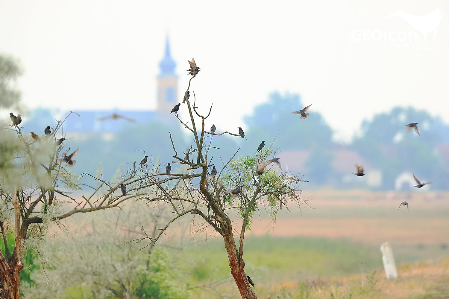 Common starling (Sturnus vulgaris)