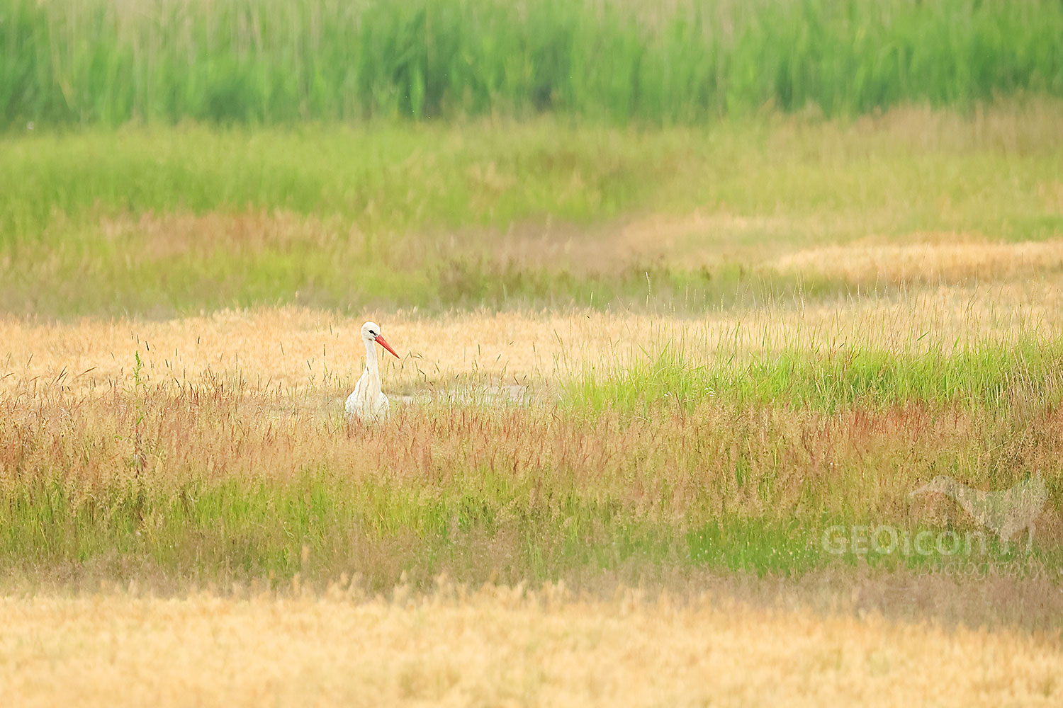 White stork (Ciconia ciconia)