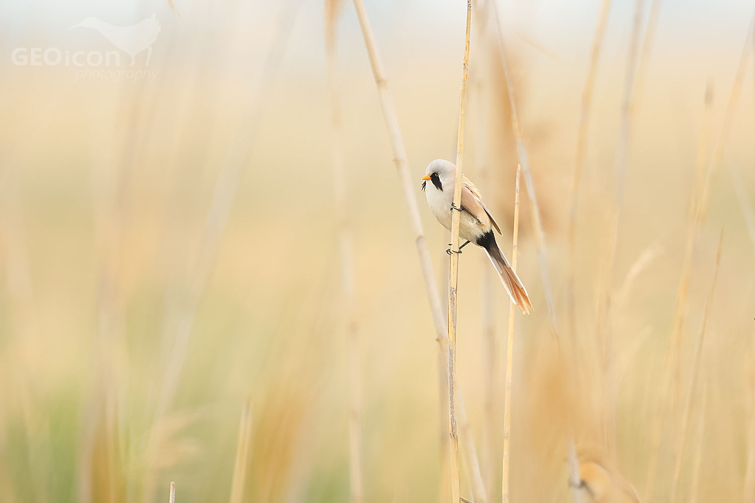 Bearded reedling (Panurus biarmicus)