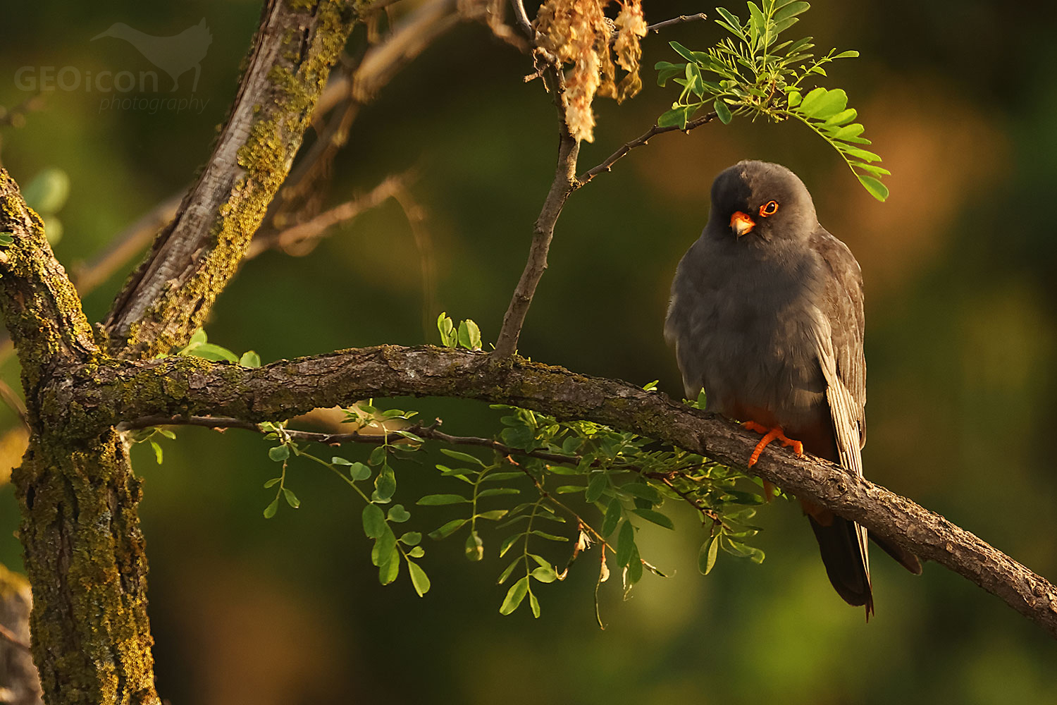 Red-footed falcon (Falco vespertinus) male