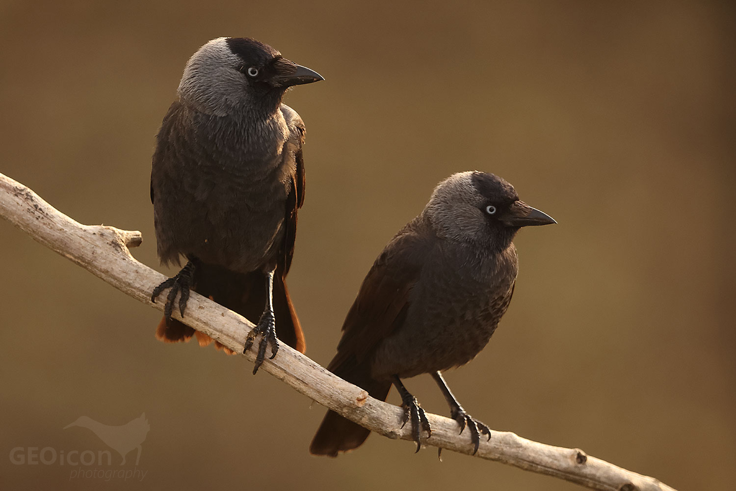 European jackdaw (Coloeus monedula)
