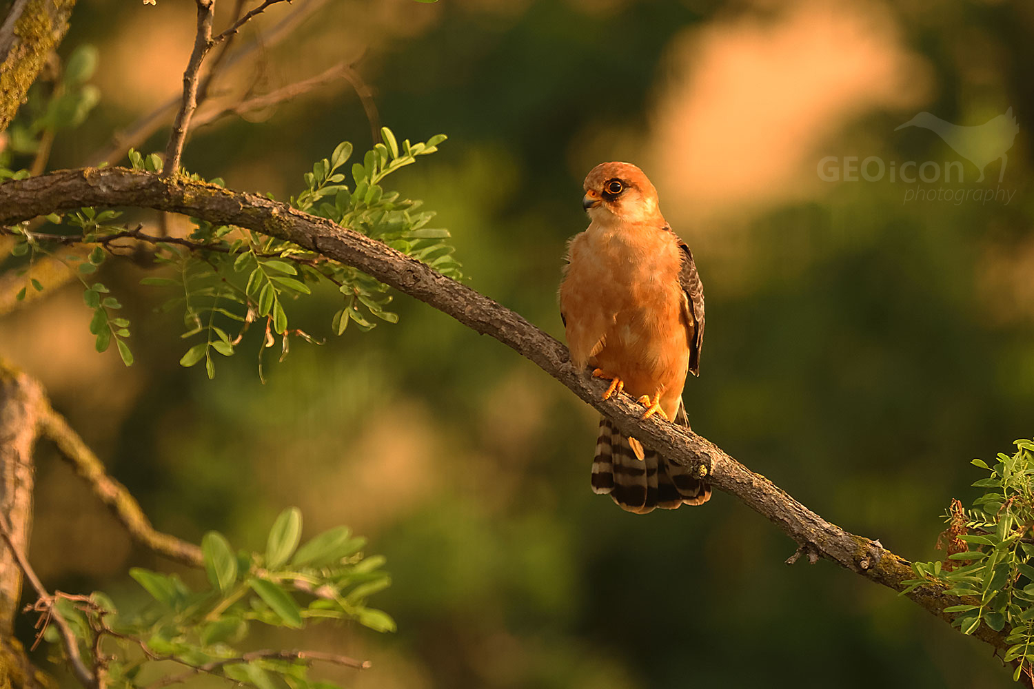Red-footed falcon (Falco vespertinus) female