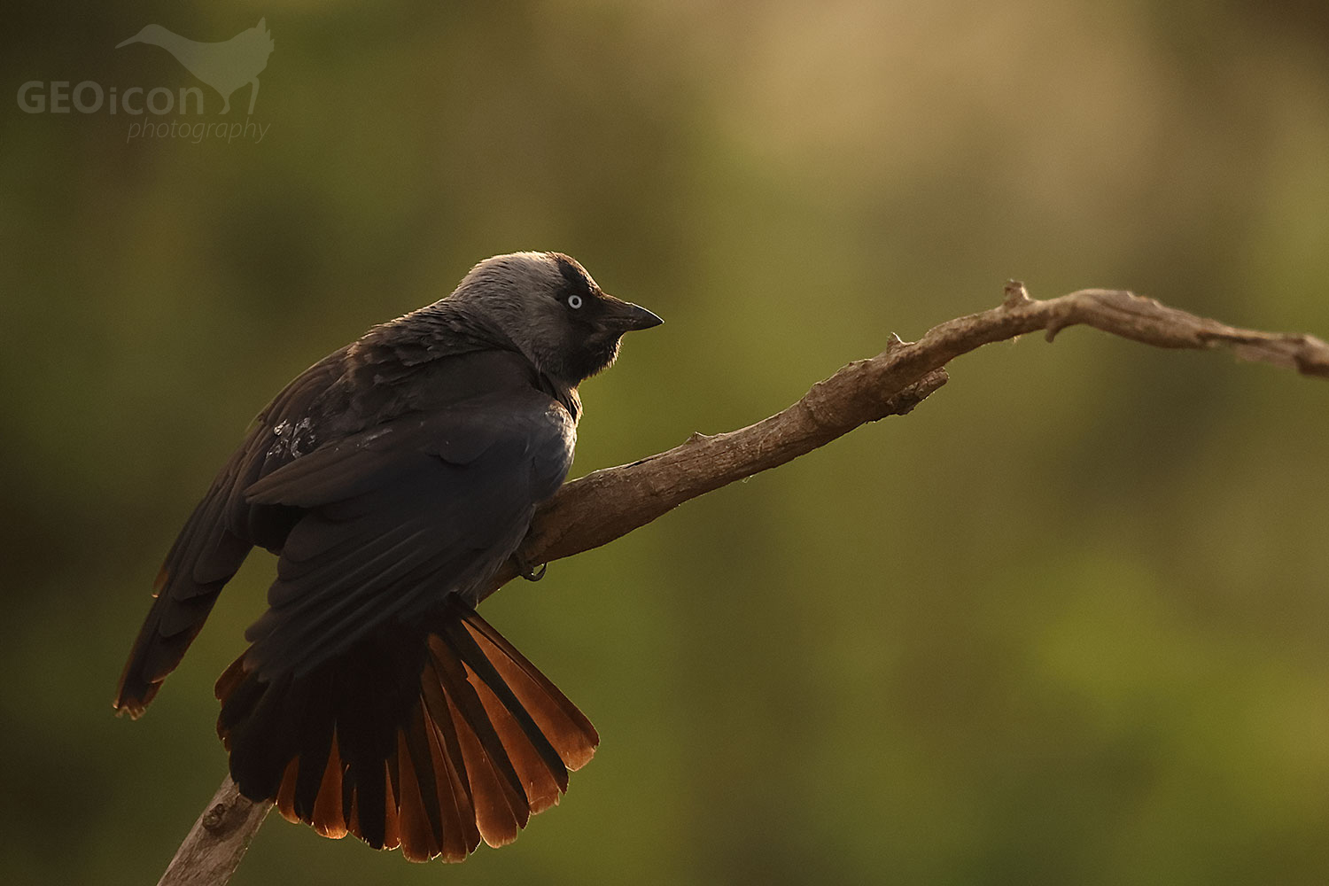 European jackdaw (Coloeus monedula)