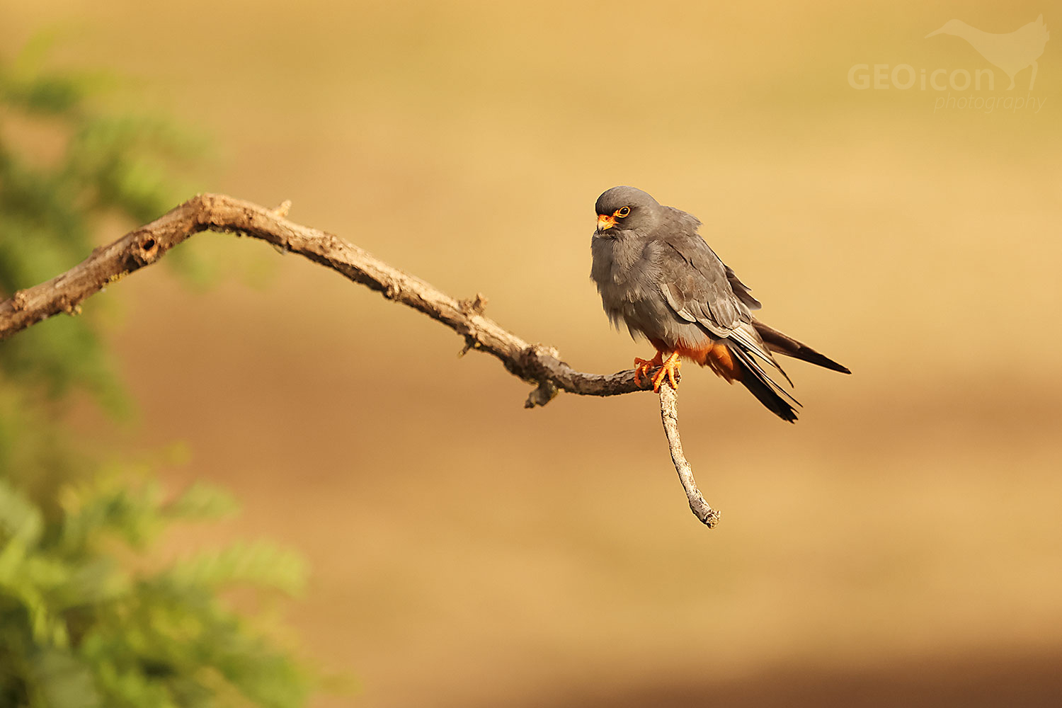 Red-footed falcon (Falco vespertinus) male