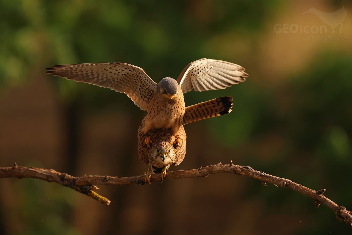 Common kestrel (Falco tinnunculus)