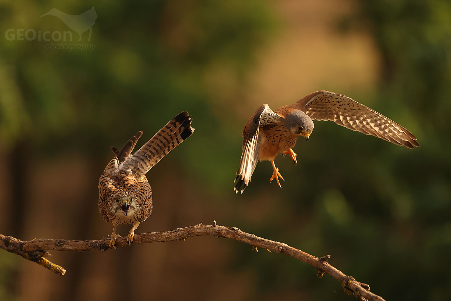 Common kestrel (Falco tinnunculus)