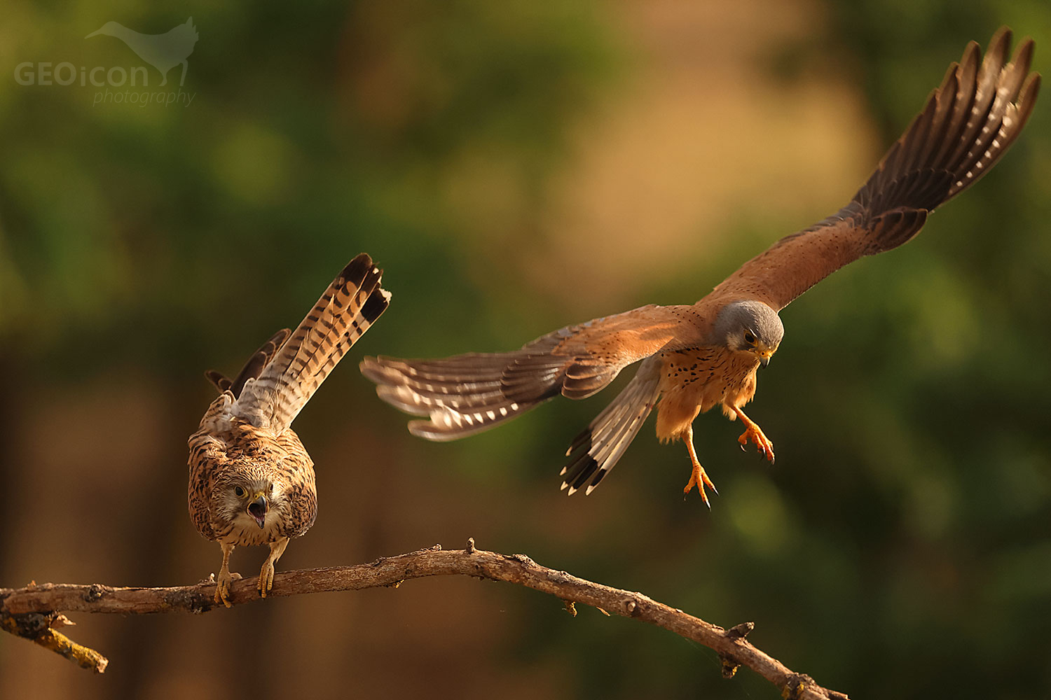 Common kestrel (Falco tinnunculus)