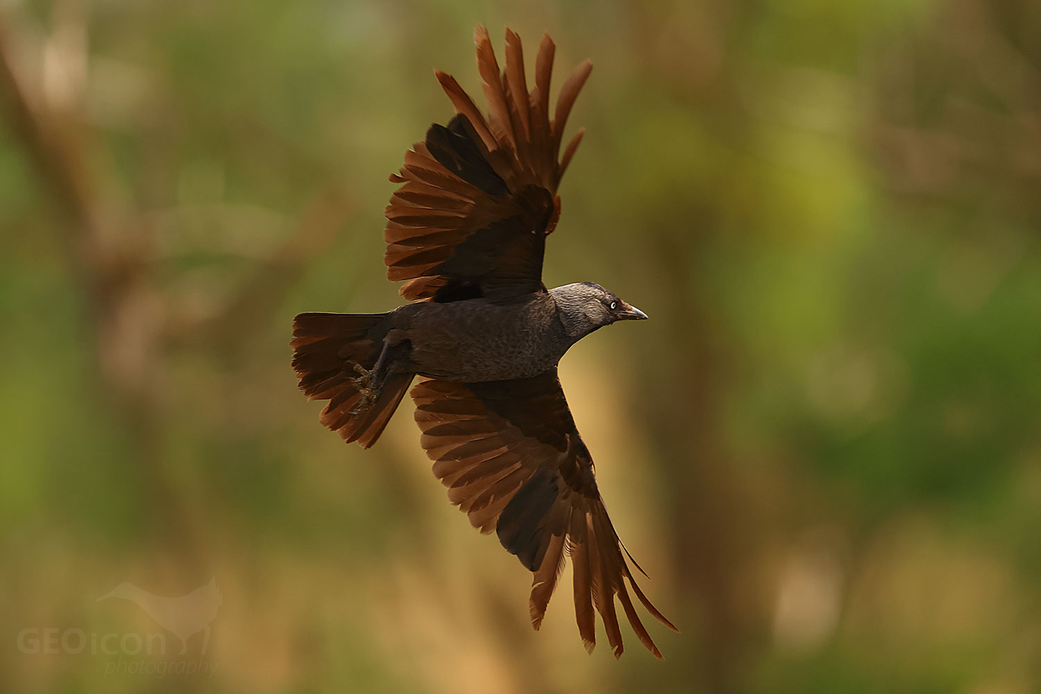 European jackdaw (Coloeus monedula)
