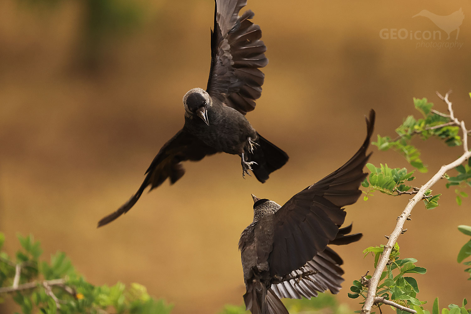 European jackdaw (Coloeus monedula)