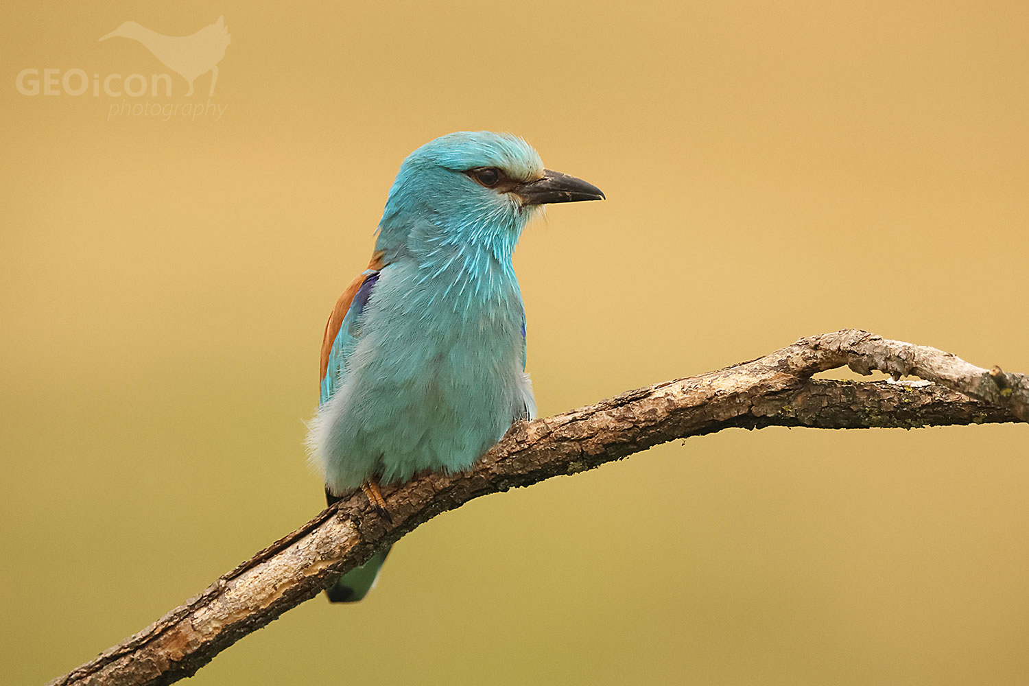European Roller (Coracias garrulus)
