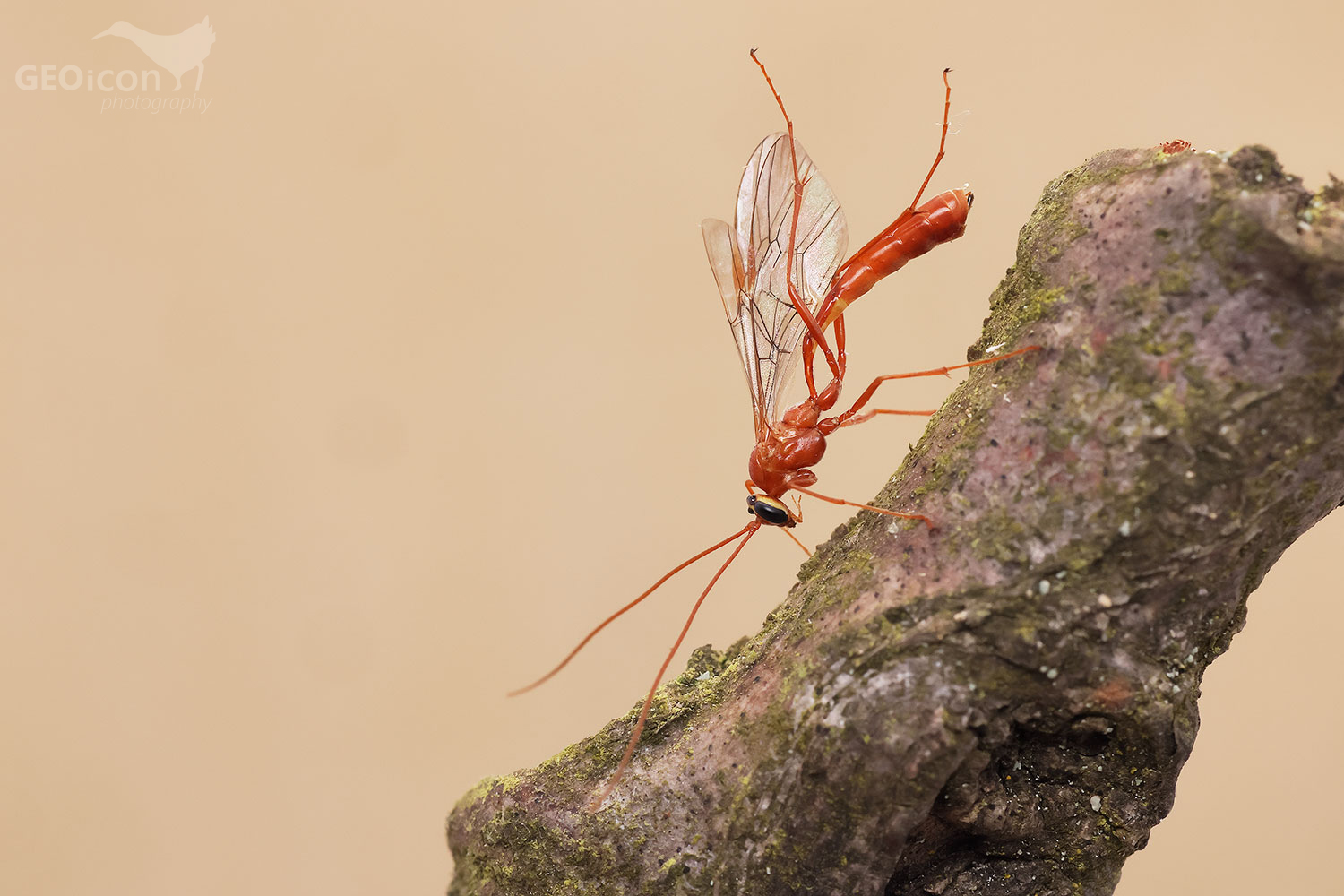 Ophion luteus / lumek žlutý