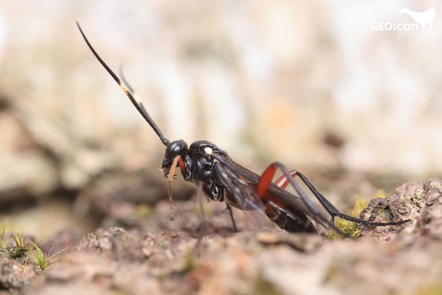 Sabre wasp / lumek tmavokřídlý (Amblyjoppa fuscipennis)