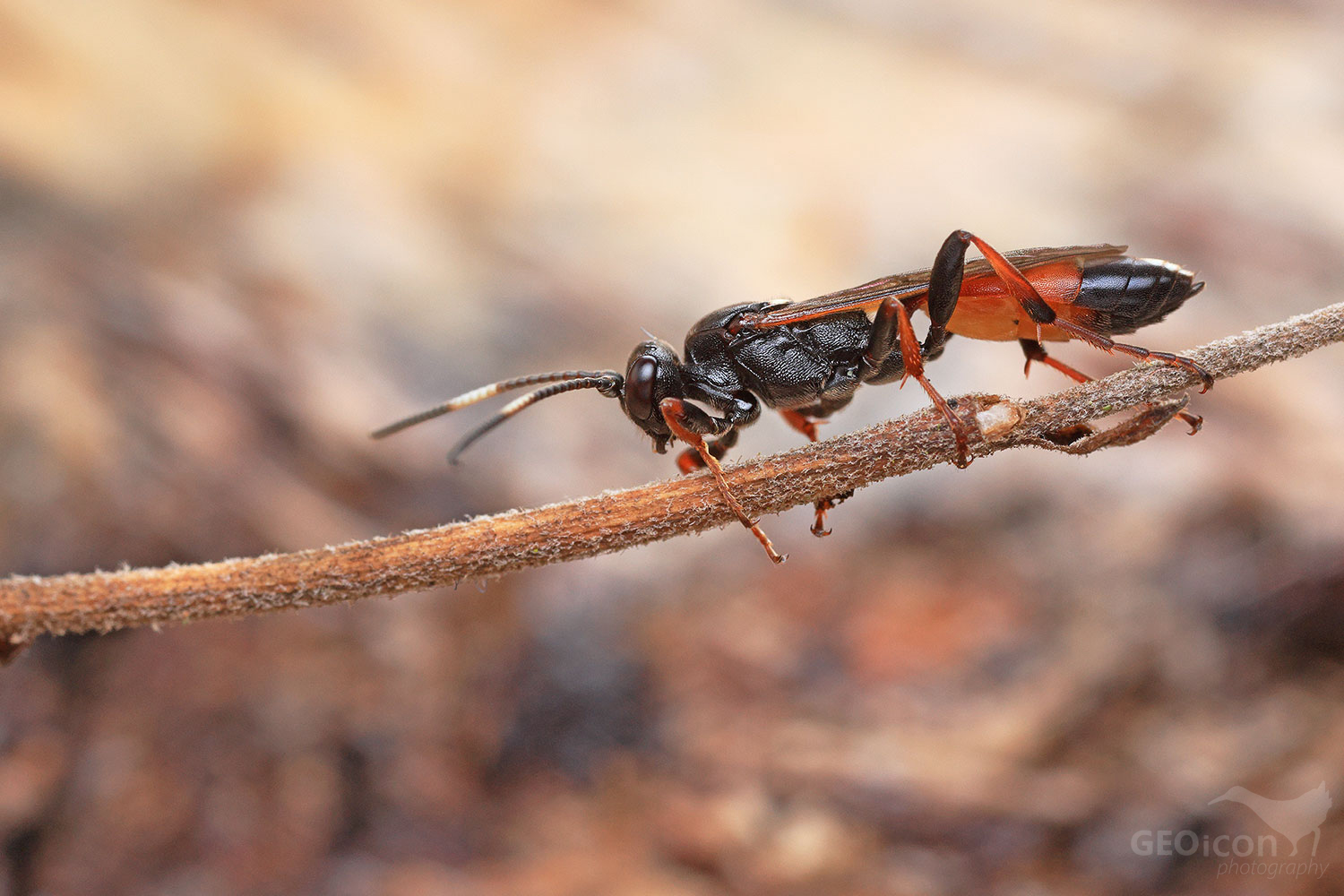 Ichneumon bucculentus / lumek sp.