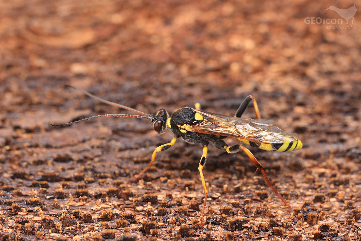 Ichneumonidae - Ichneumon sarcitorius / lumek sp.