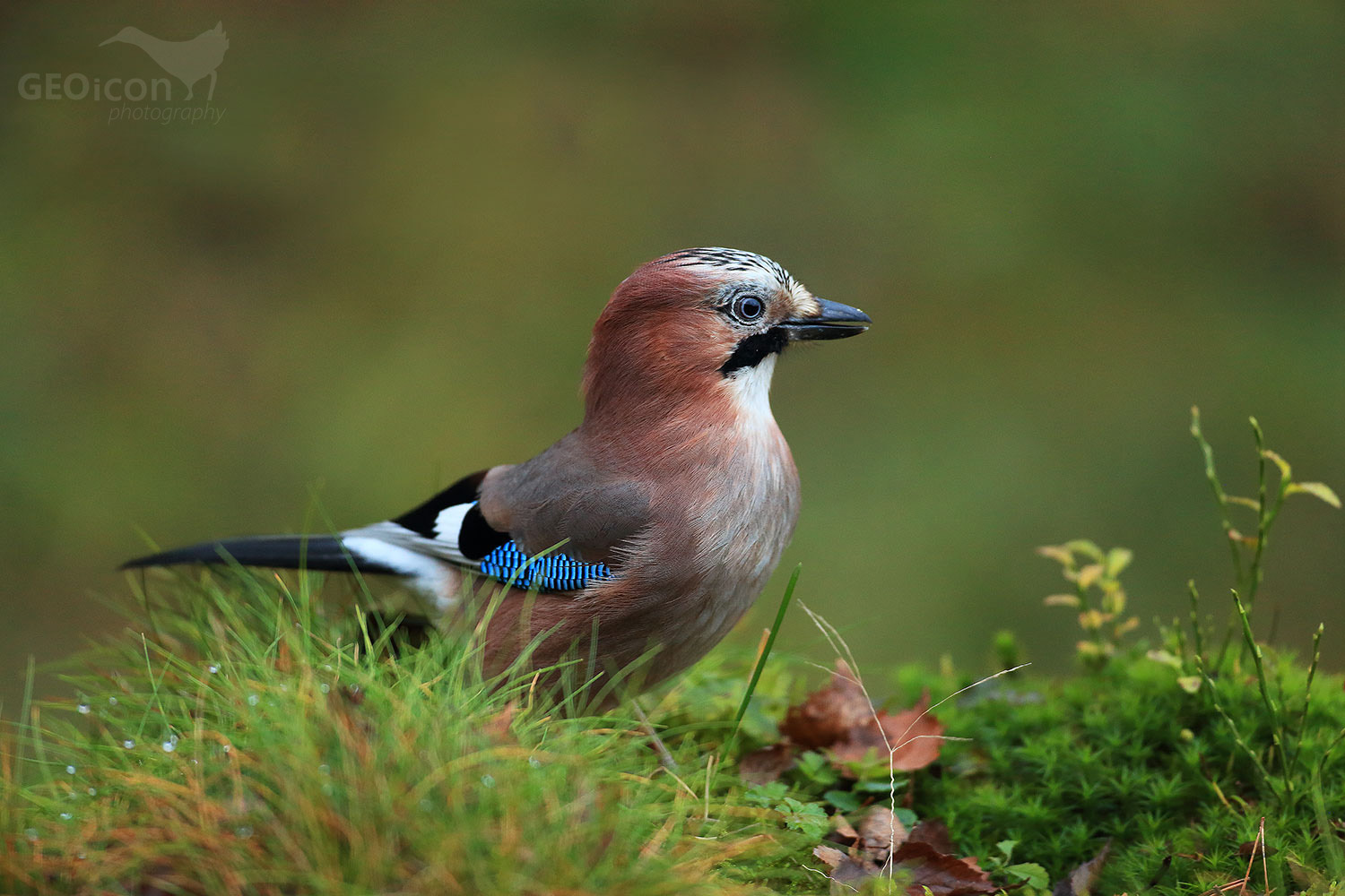 Jay / sojka obecná (Garrulus glandarius)