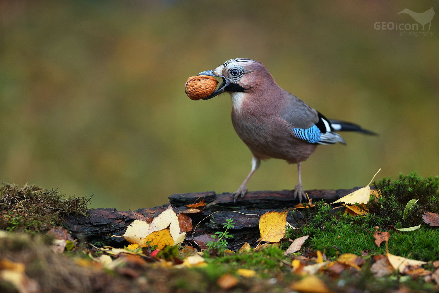 Jay / sojka obecná (Garrulus glandarius)