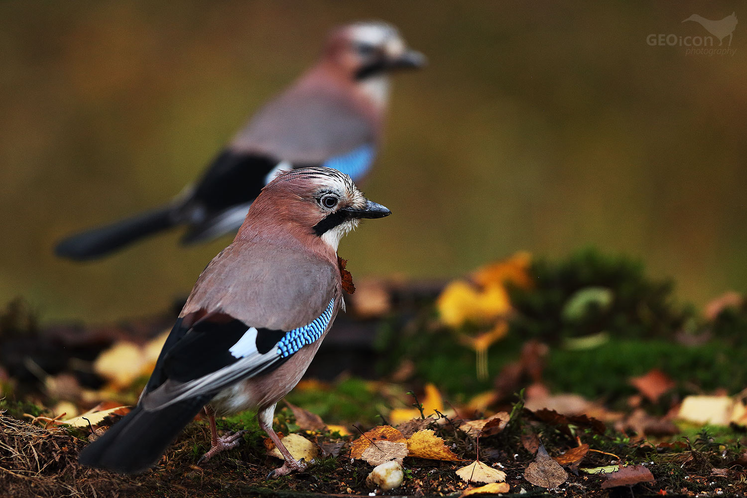 Jay / sojka obecná (Garrulus glandarius)
