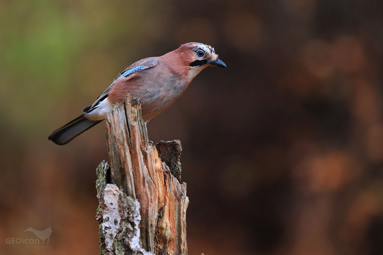 Jay / sojka obecná (Garrulus glandarius)