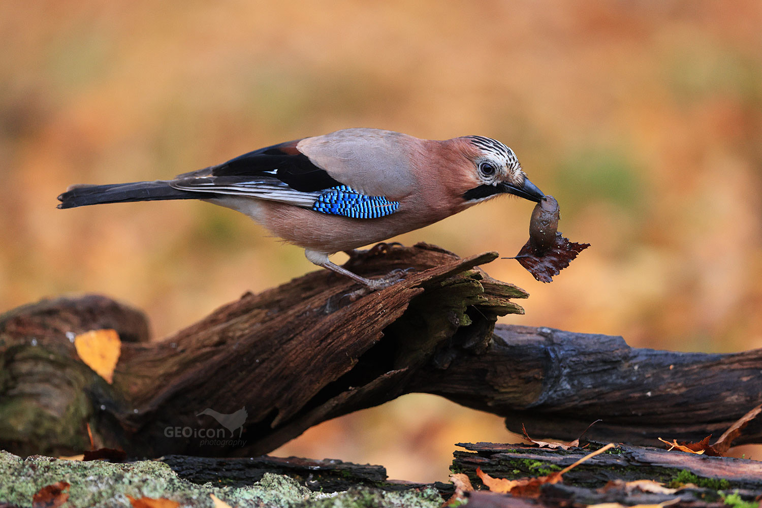 Jay / sojka obecná (Garrulus glandarius)