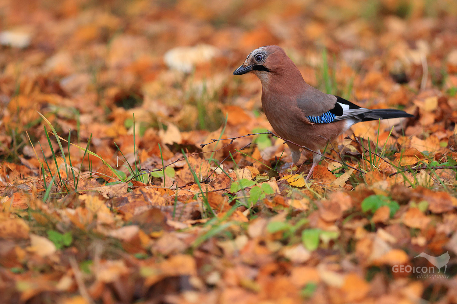 Jay / sojka obecná (Garrulus glandarius)