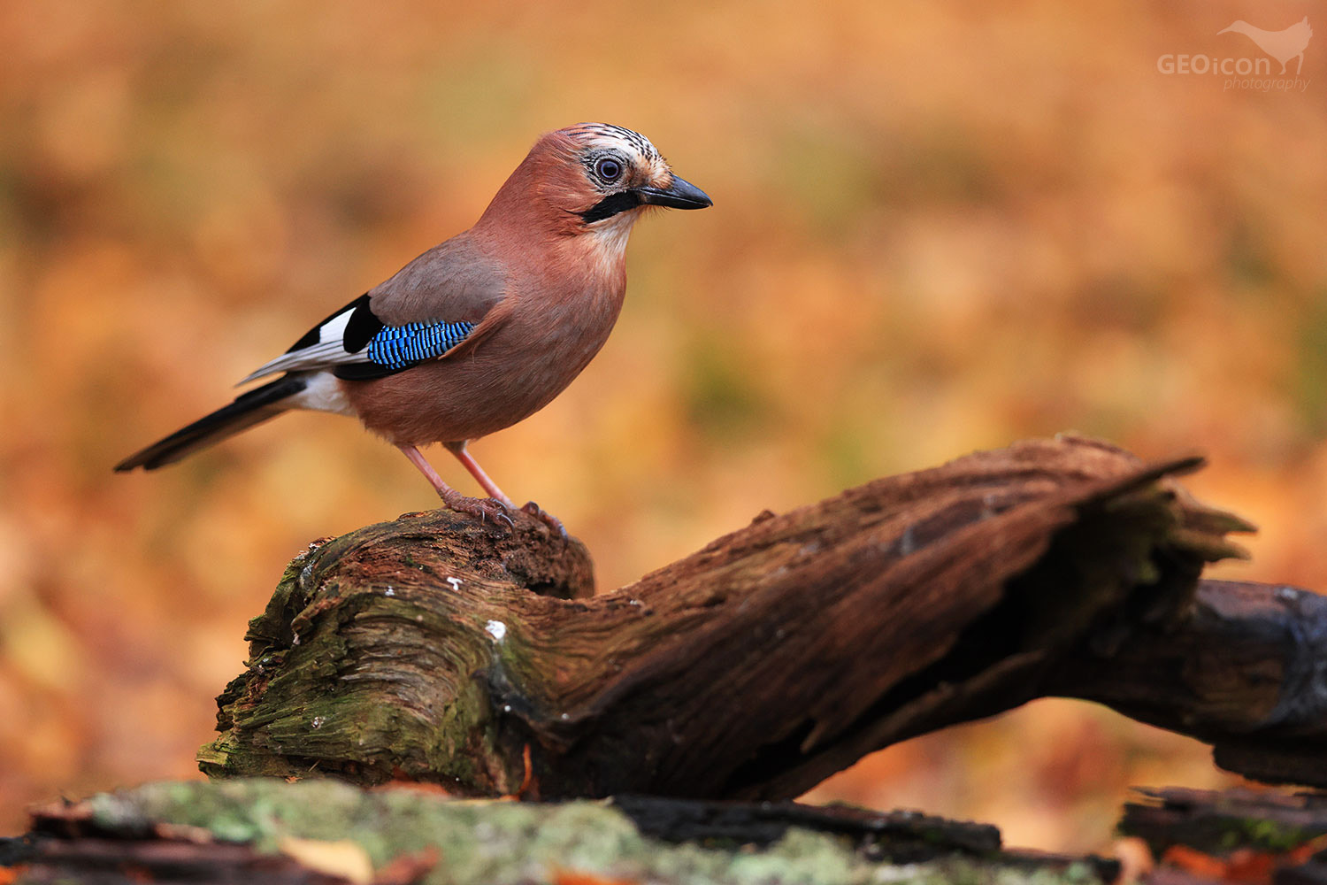 Jay / sojka obecná (Garrulus glandarius)