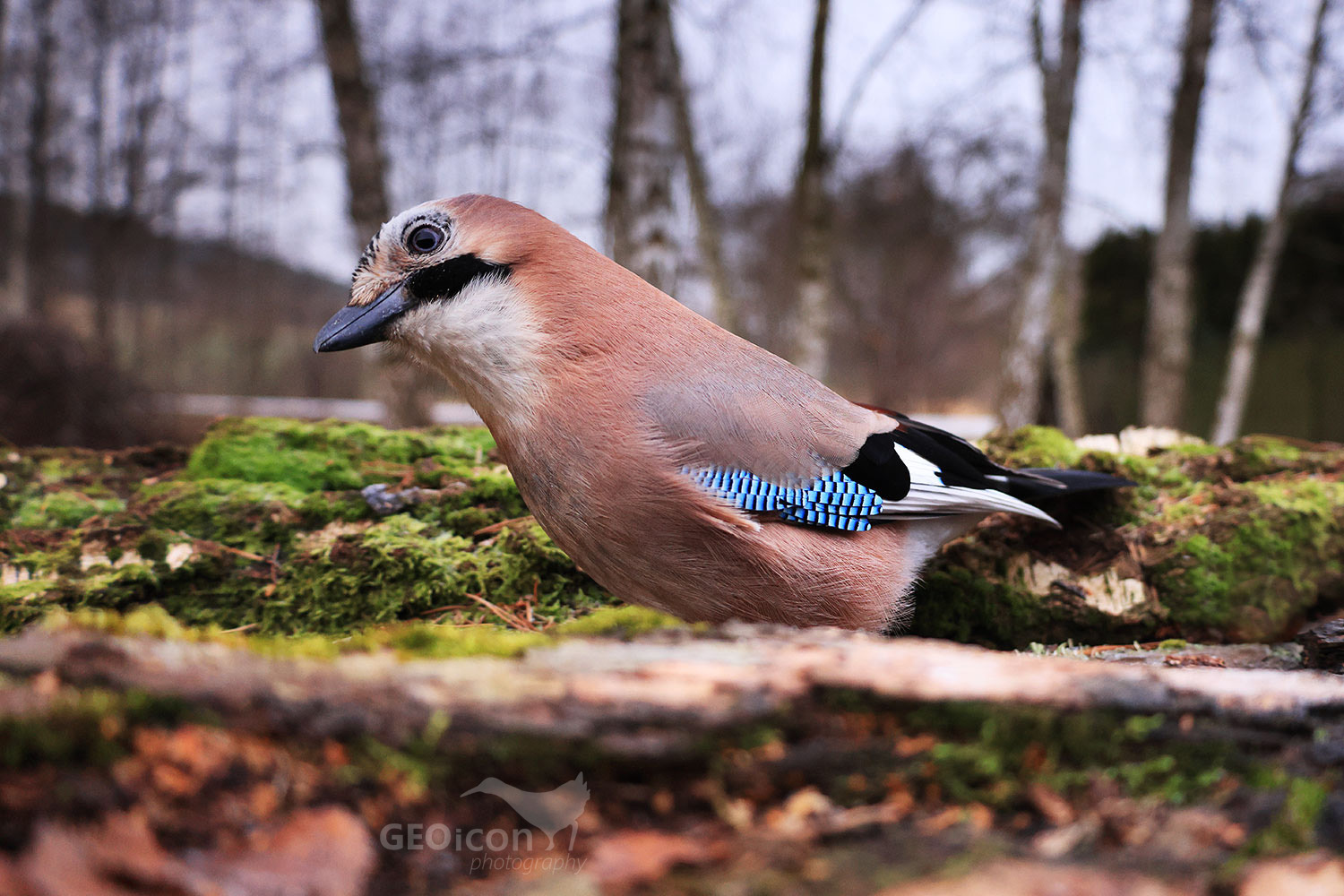 Jay / sojka obecná (Garrulus glandarius)