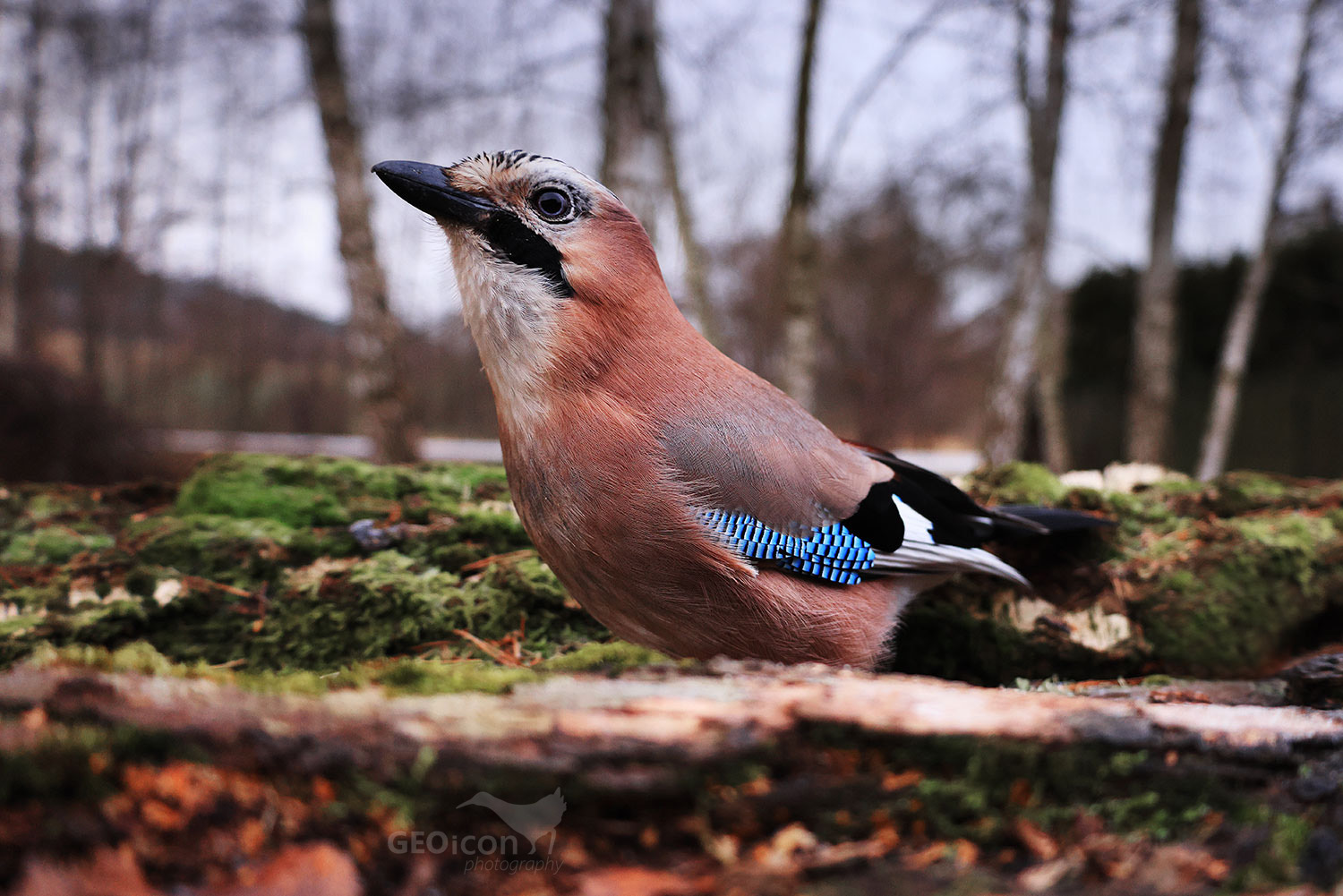 Jay / sojka obecná (Garrulus glandarius)