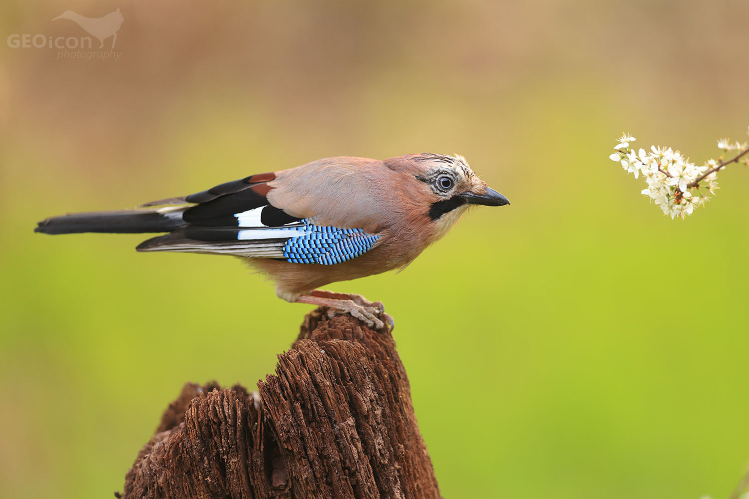 Jay / sojka obecná (Garrulus glandarius)