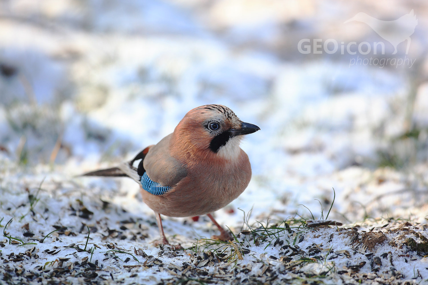 Jay / sojka obecná (Garrulus glandarius)