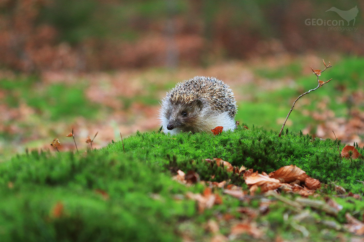 Northern white-breasted hedgehog / ježek východní (Erinaceus concolor)