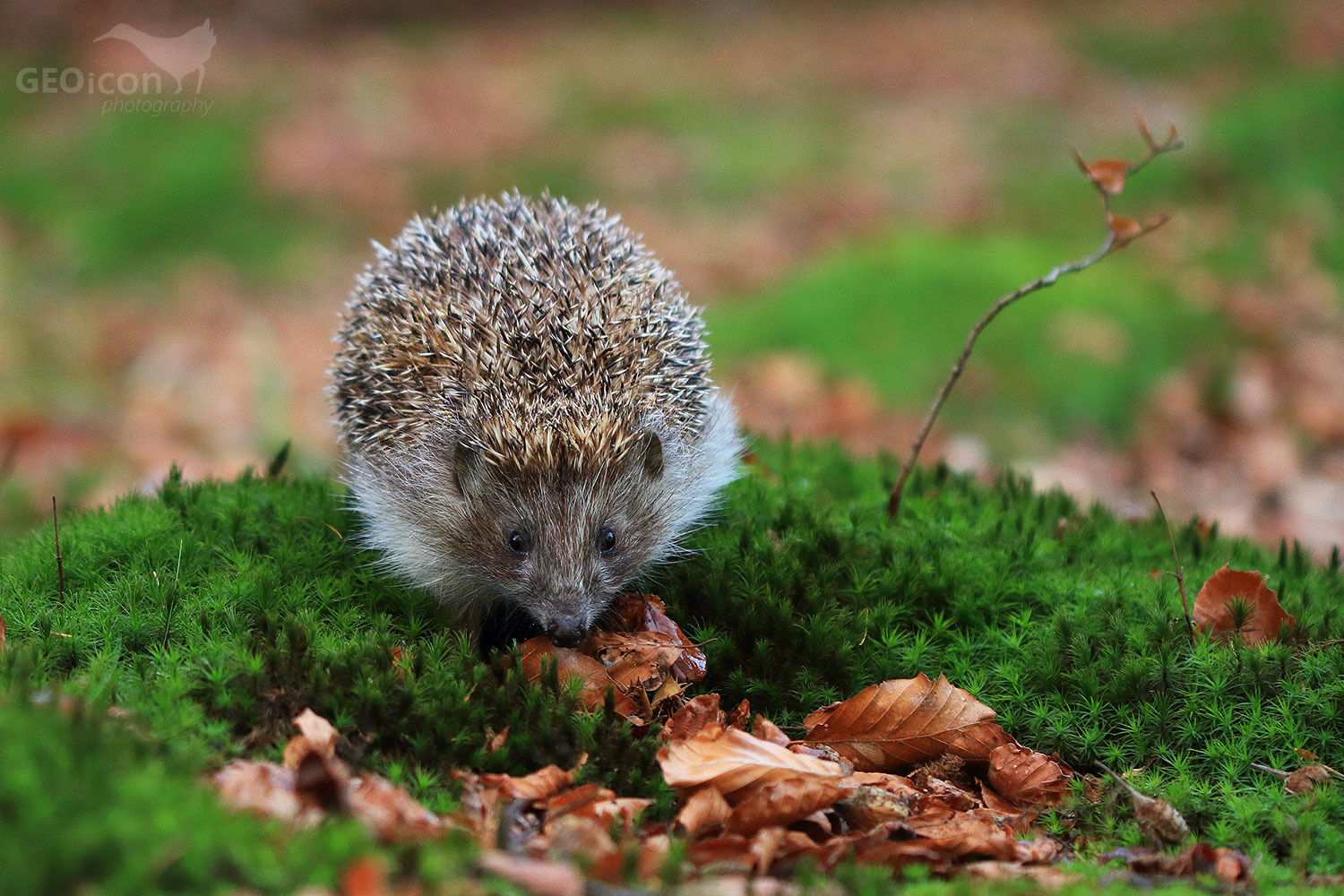 Northern white-breasted hedgehog / ježek východní (Erinaceus concolor)