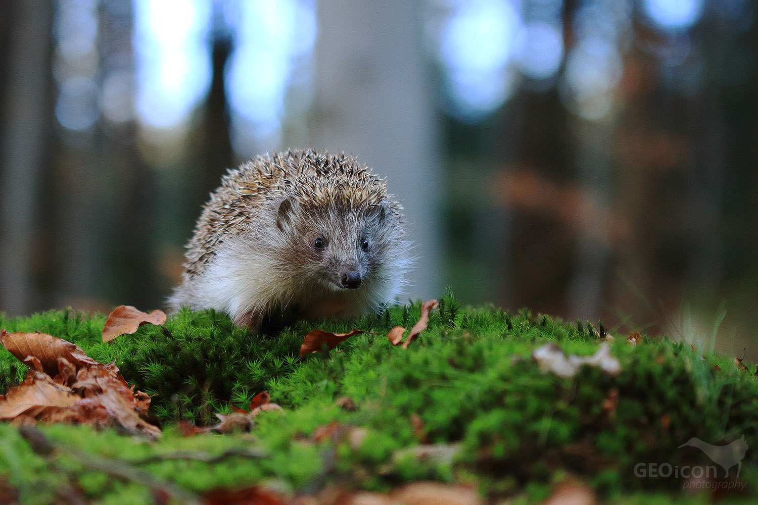 Northern white-breasted hedgehog / ježek východní (Erinaceus concolor)