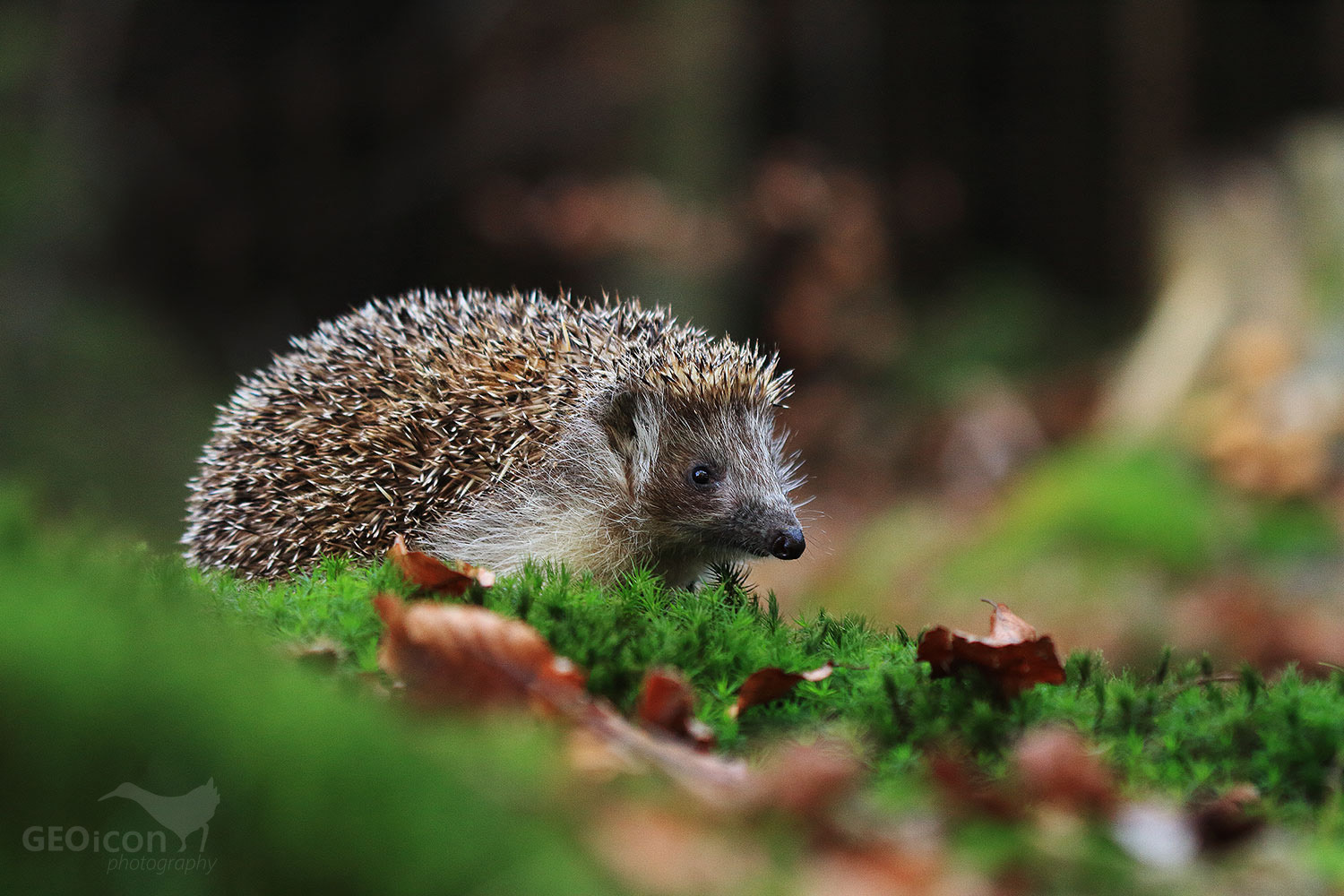Northern white-breasted hedgehog / ježek východní (Erinaceus concolor)