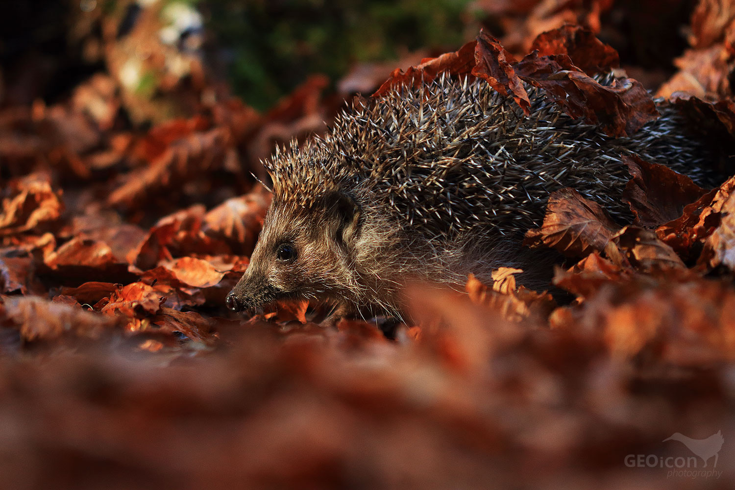 Northern white-breasted hedgehog / ježek východní (Erinaceus concolor)