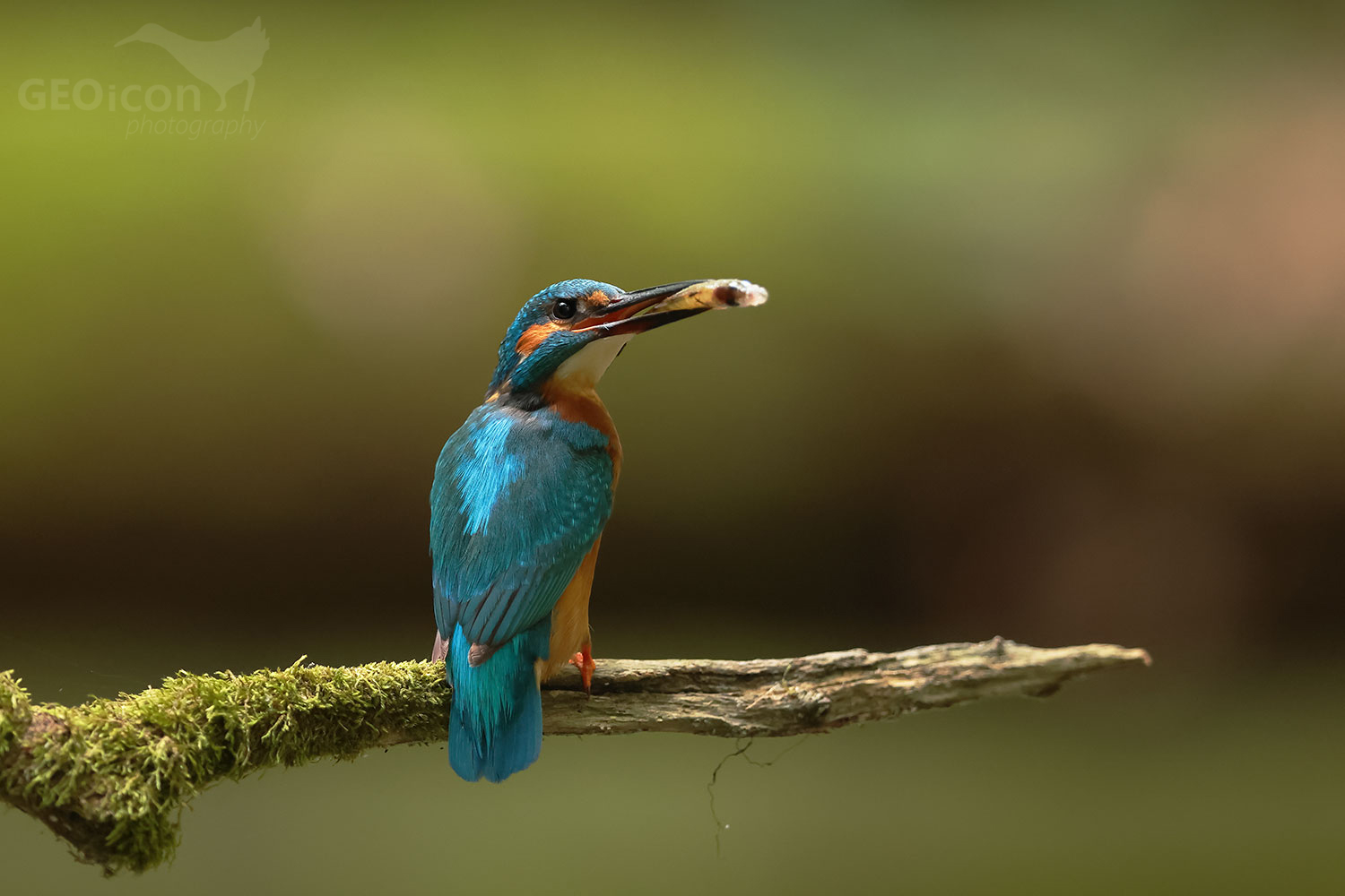 Kingfisher / ledňáček říční (Alcedo atthis)